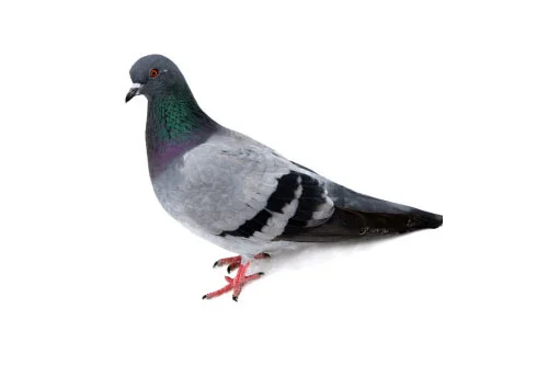 birds