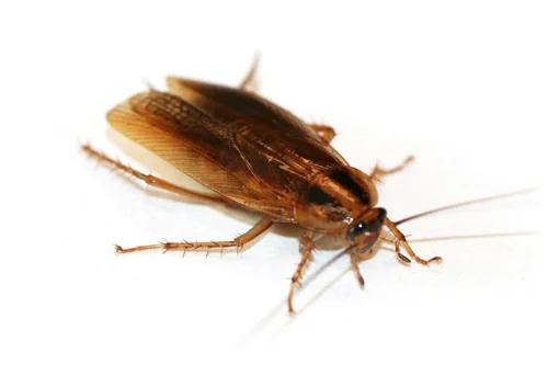 coackroaches