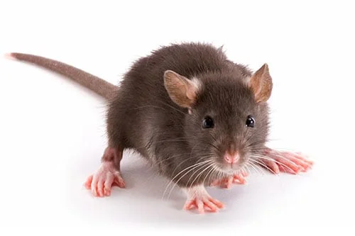 rats