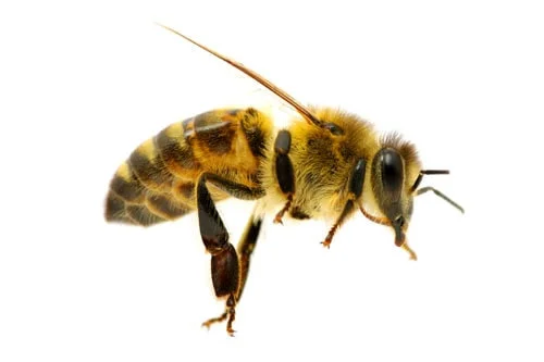 wasps