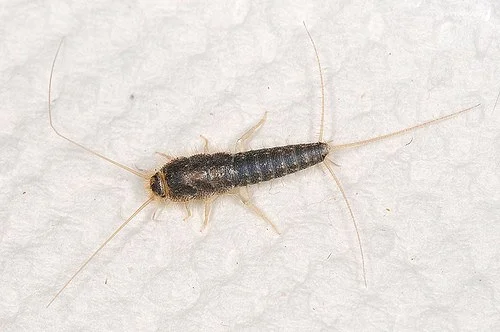 Silverfish 2