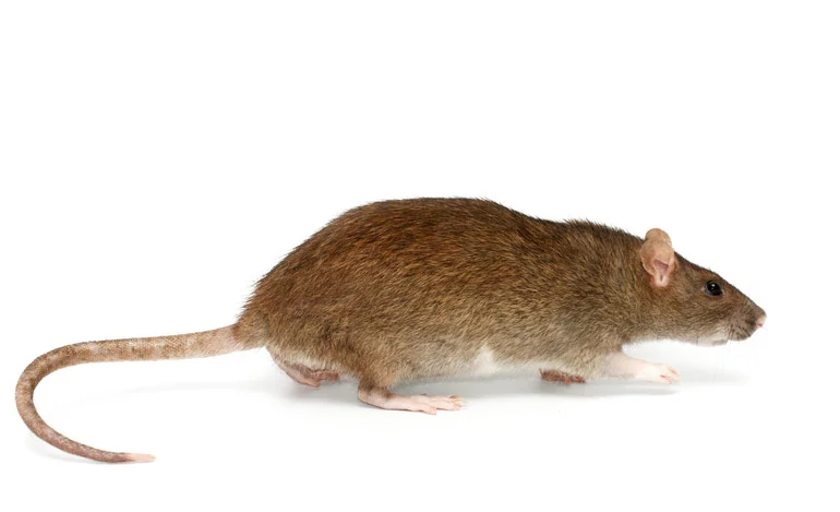 brown rat