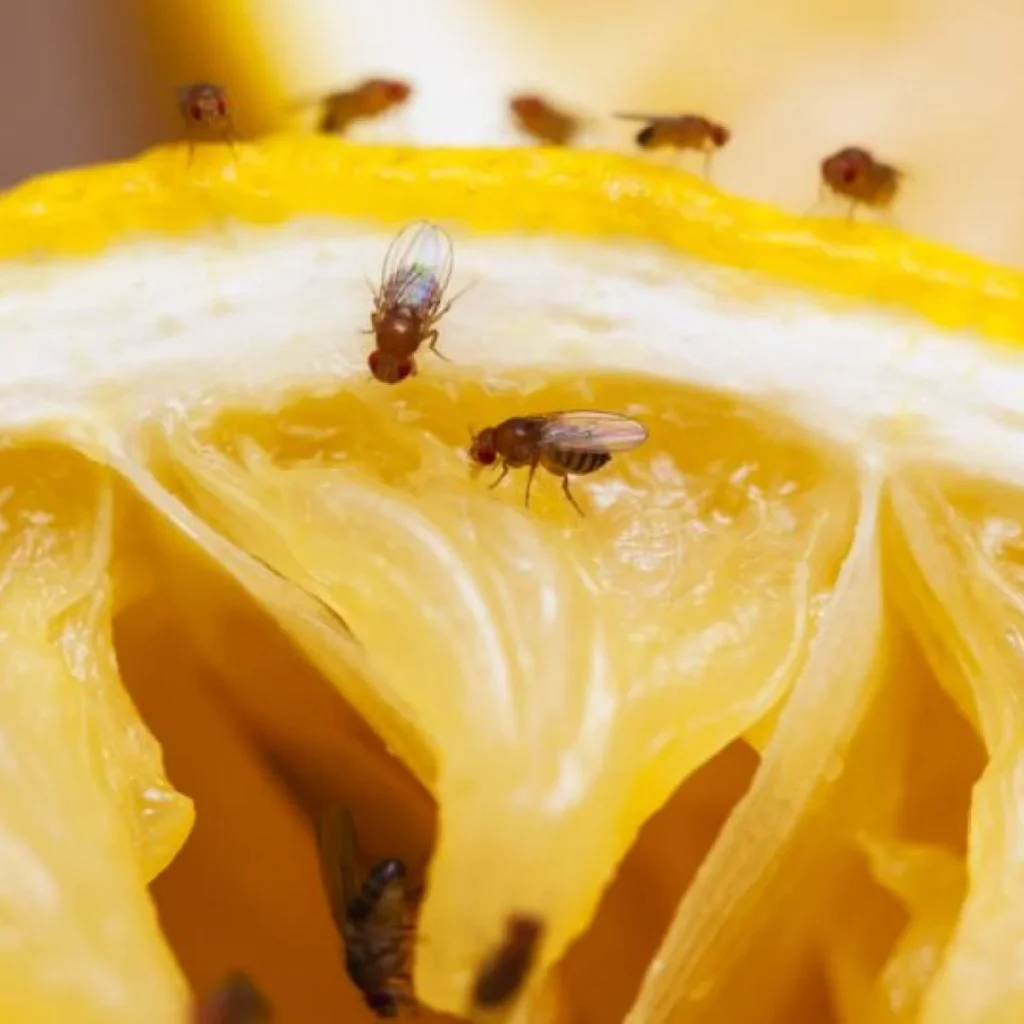 fruit fly