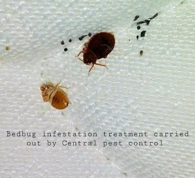 Bed Bugs Increasing