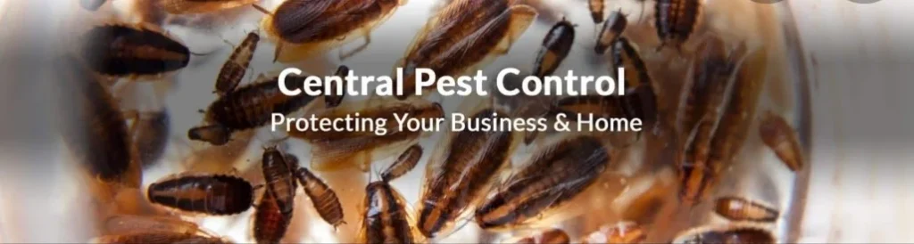 Cockroaches on the Increase