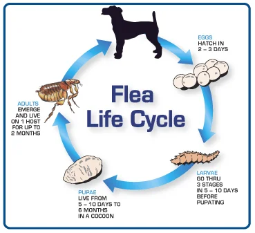 flea-life-cycle.