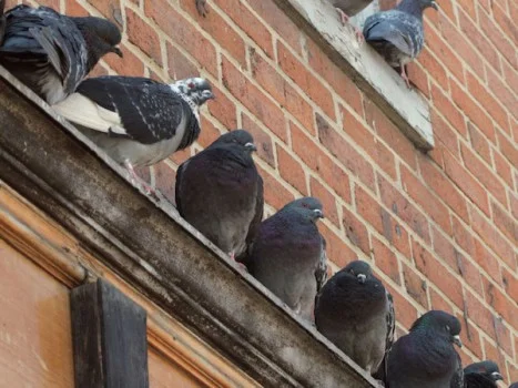 Pigeons on ledge