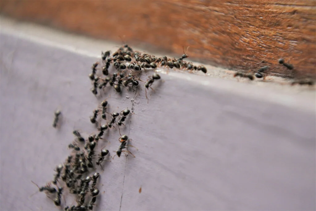 Ants Shutter