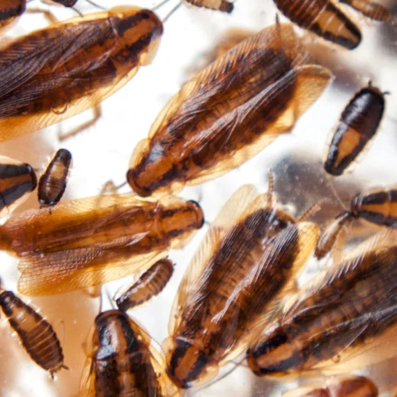Cockroach
