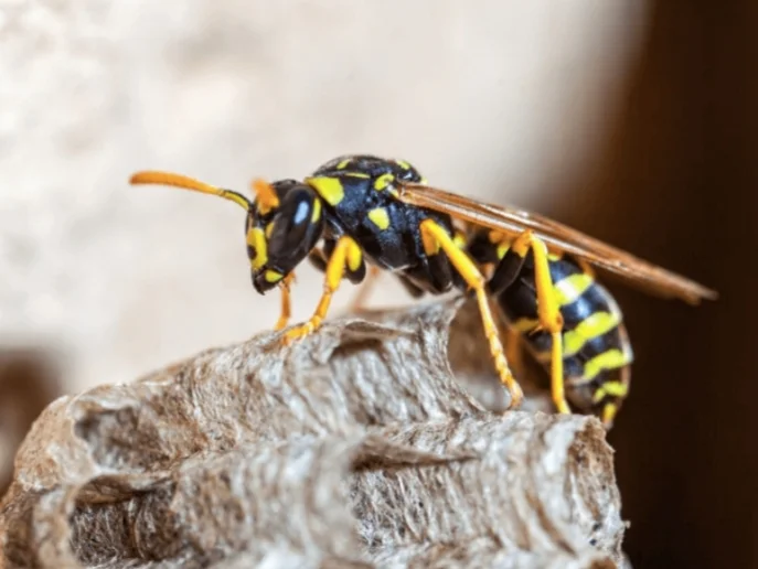 Wasp 1