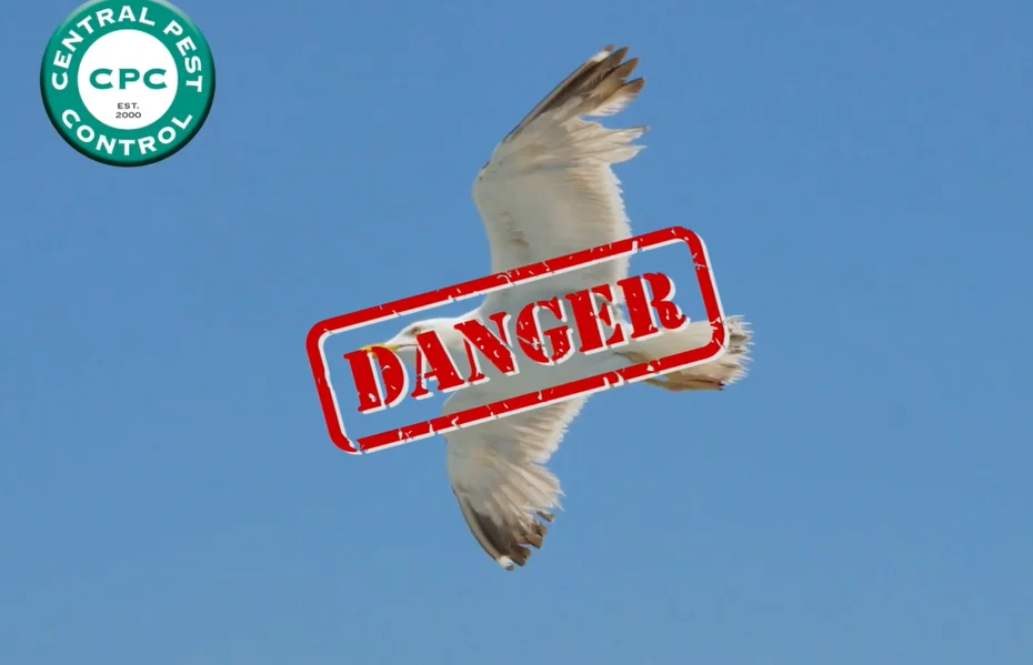 Bird Dangers