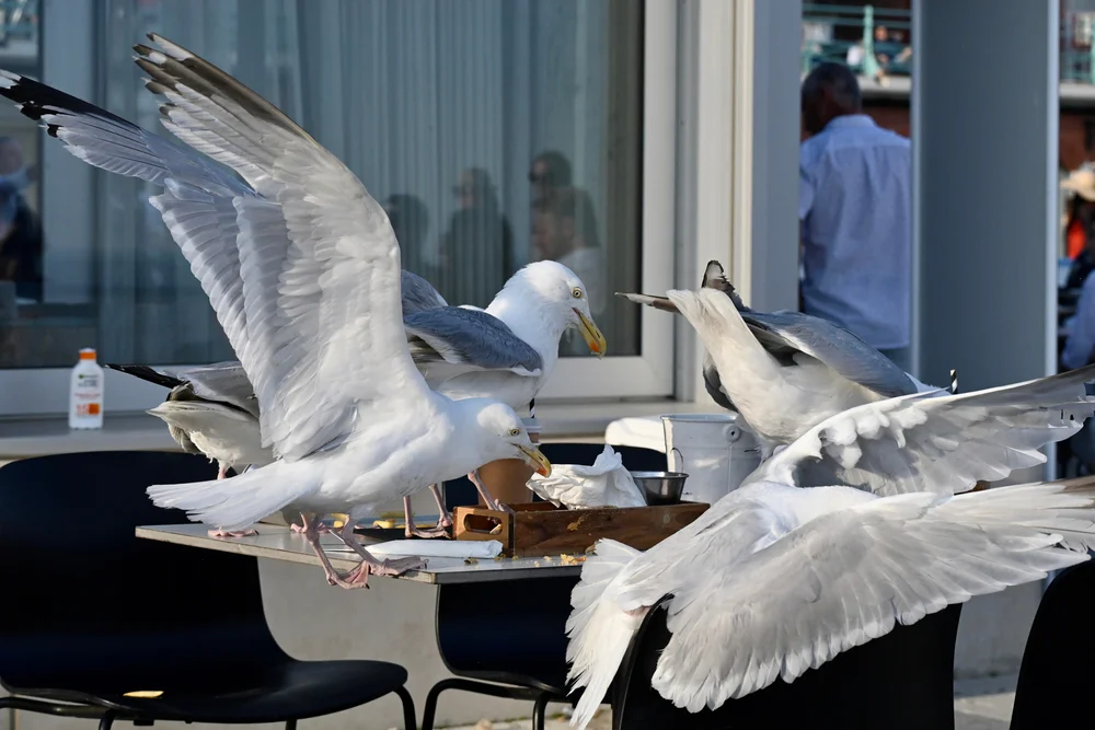 Seagulls