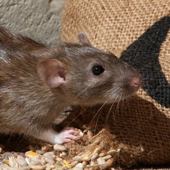 rodent