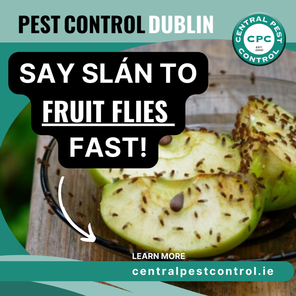 get rid of fruit flies