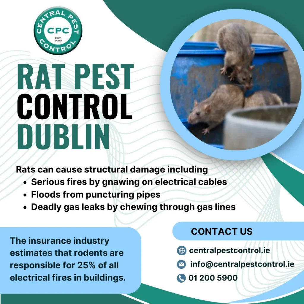 Rat Pest Control Dublin