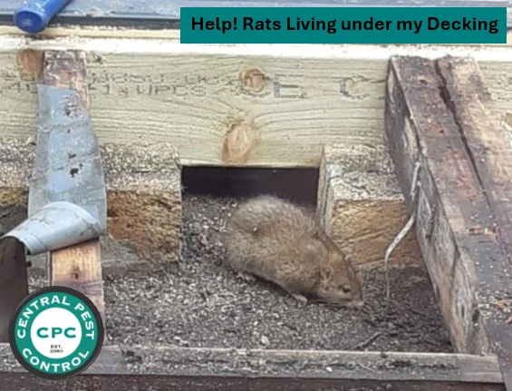 Rats Living under my Decking Post