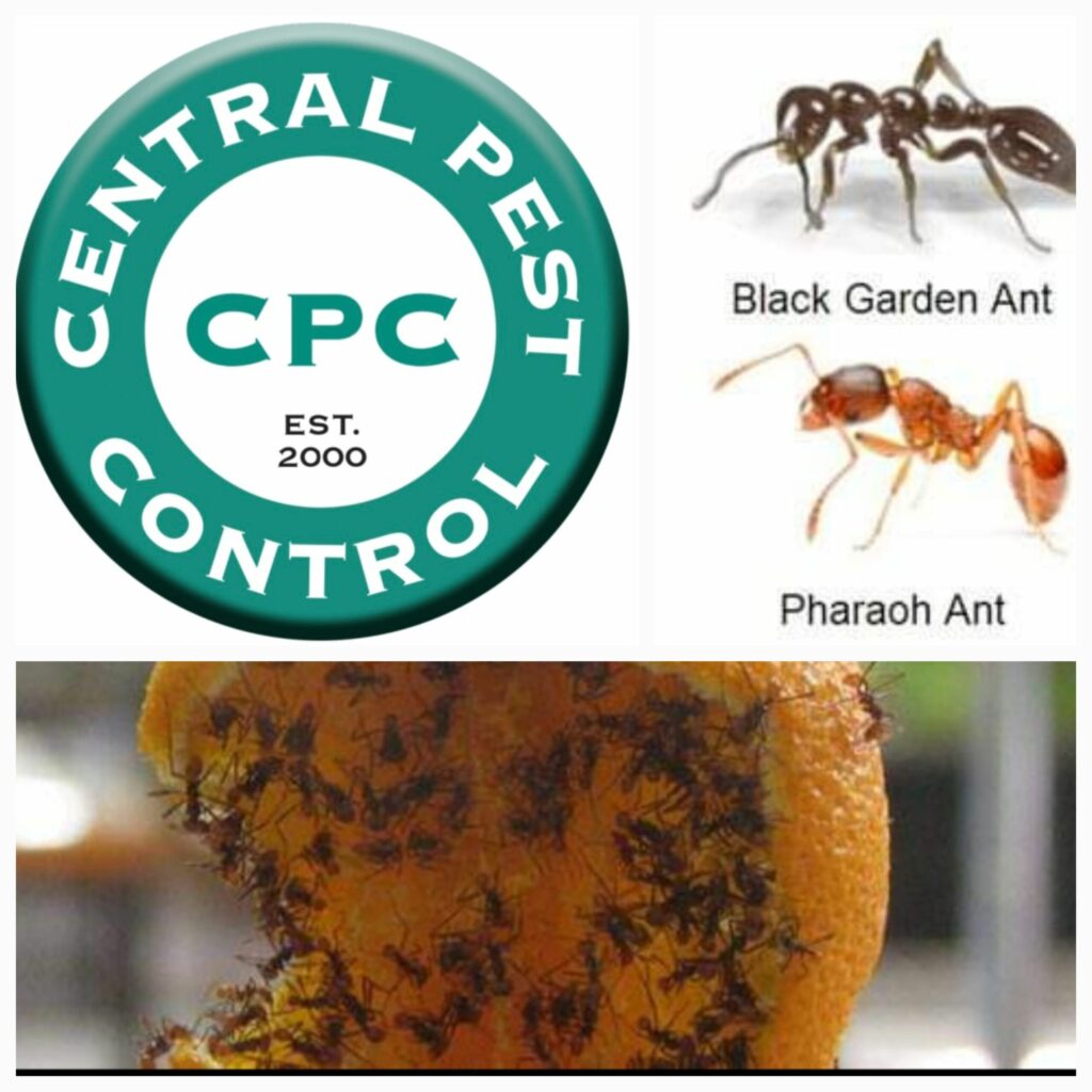 A serious ant infestation can compromise hygiene standards in food outlets.