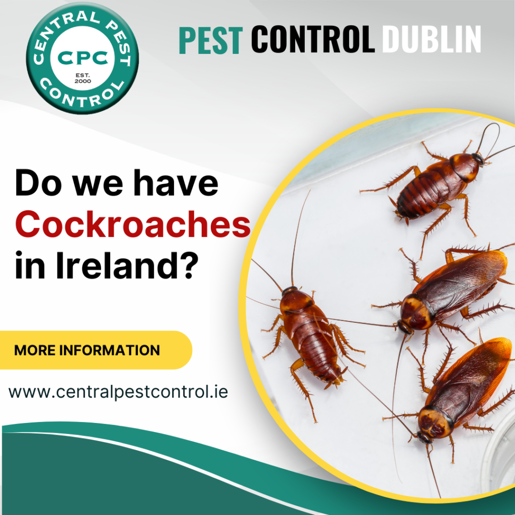 Do we have Cockroaches in Ireland?