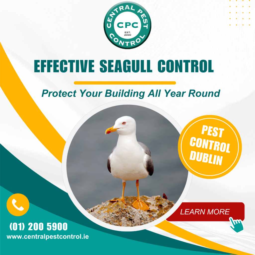 Seagull Control