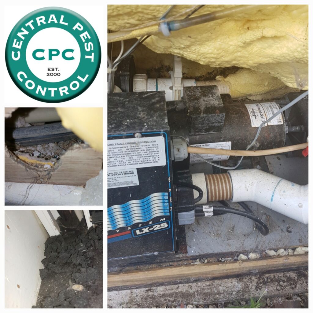 Damage in the home by rats