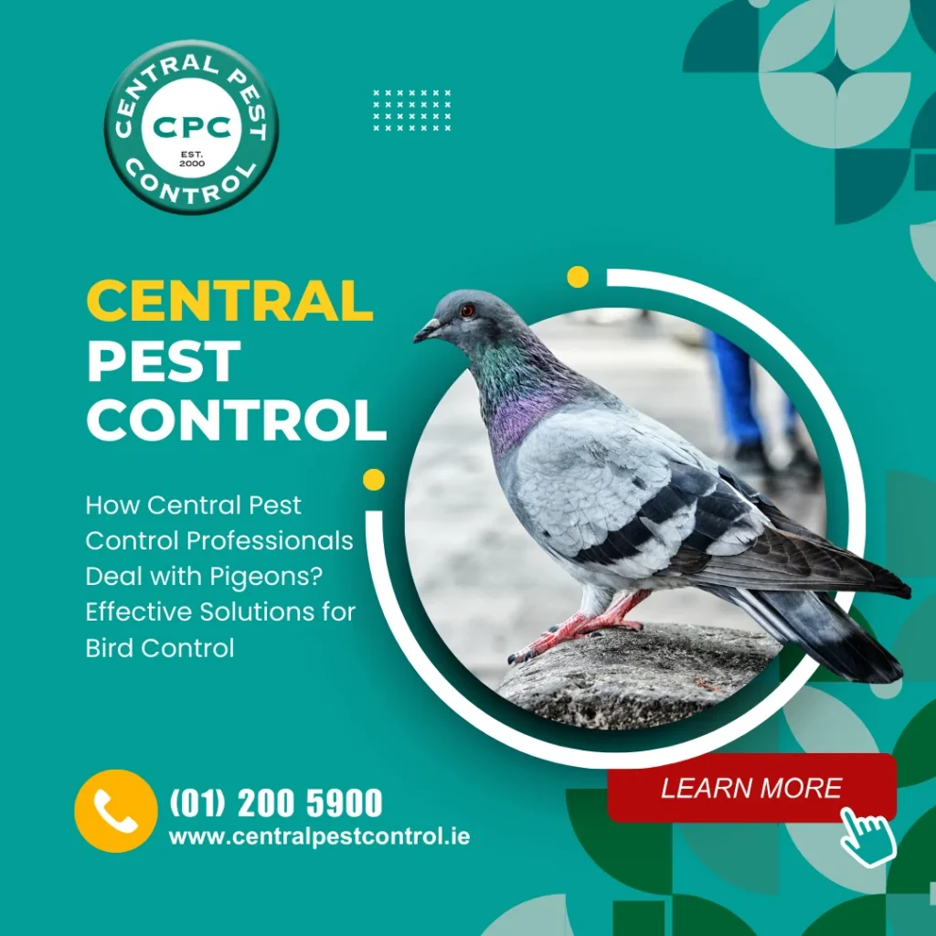 How Central Pest Control Professionals Deal with Pigeons Effective Solutions for Bird Control