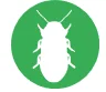 DEATH WATCH BEETLE
