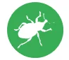 Weevils
