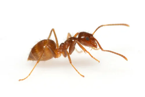 ants