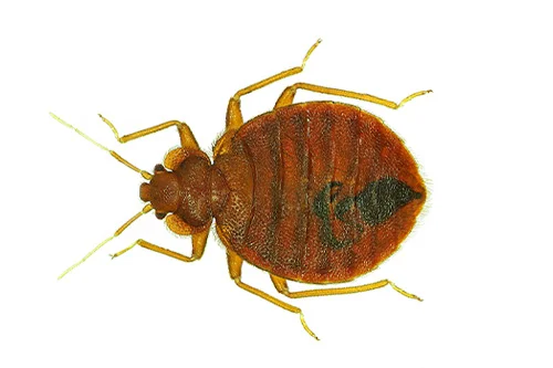 bed bugs 1