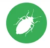 bed bugs