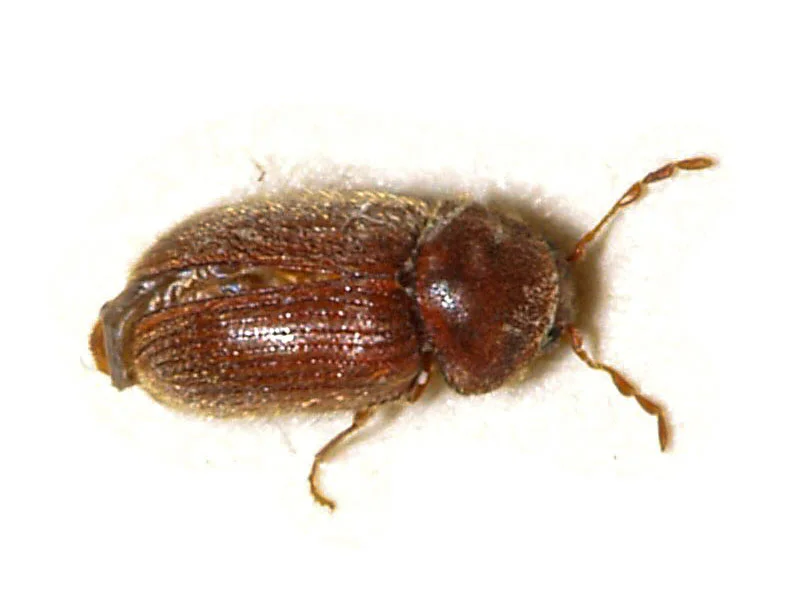 biscuit beetle