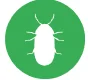 biscut bettle 2
