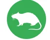 black rat