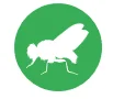 blow fly