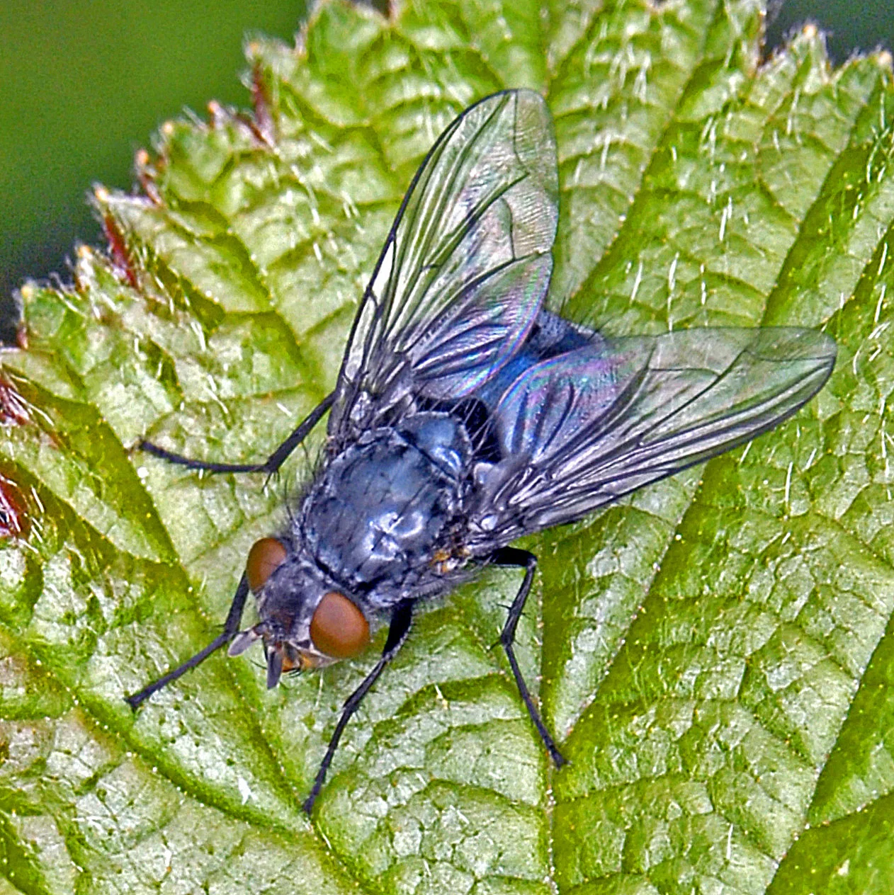 bluebottle