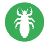 body lice