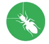 book lice