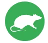 brown rat