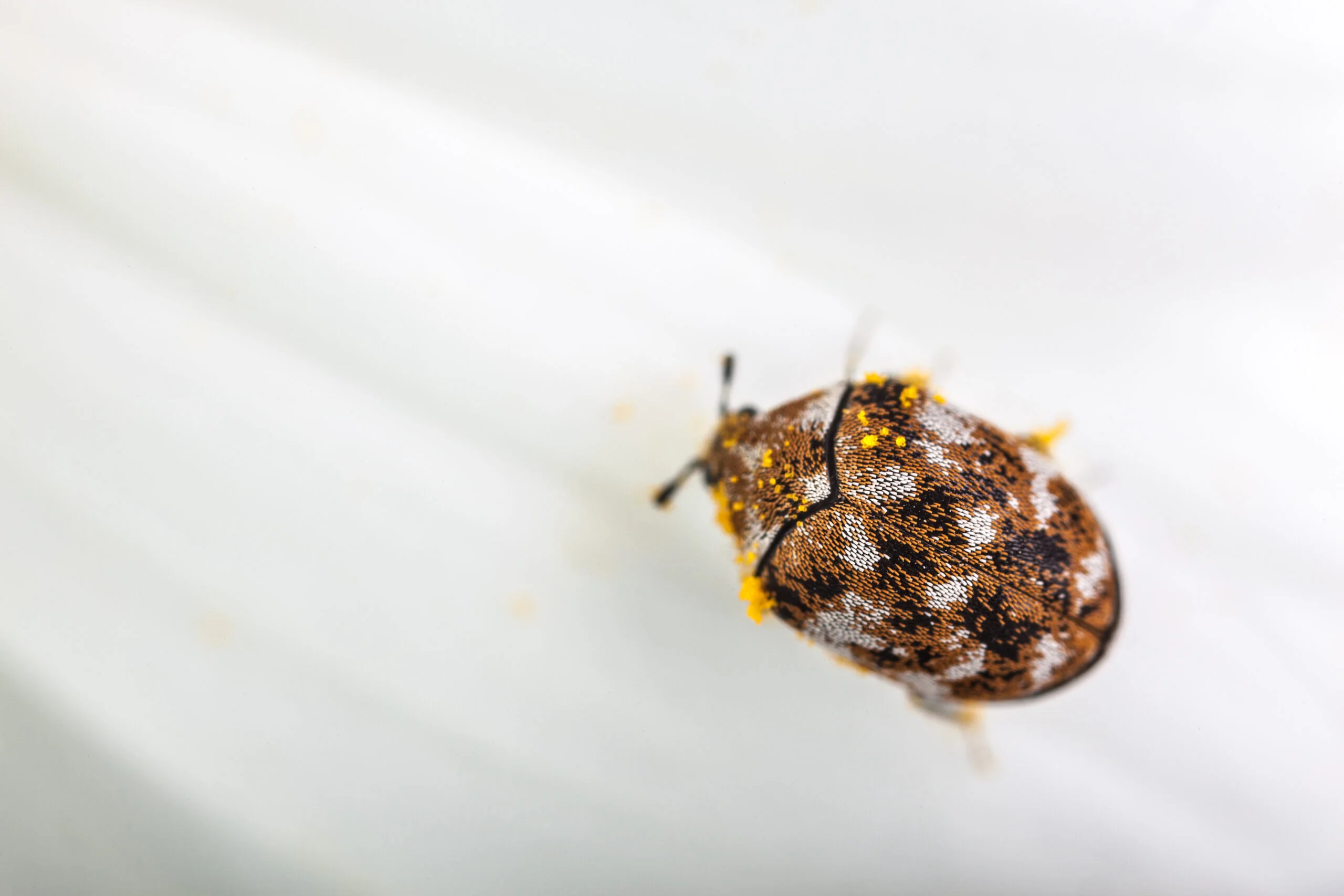 carpet beetle scaled 1