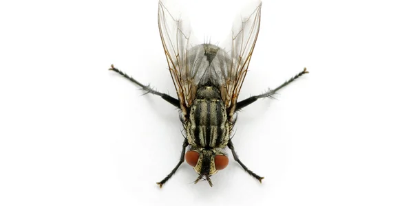 cluster flies