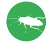 cockroach