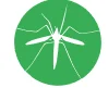 crane fly daddy longlegs