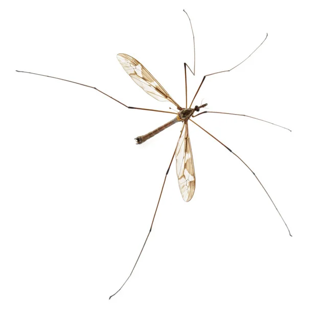 crane fly