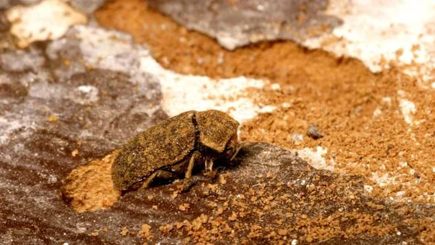 death watch beetle