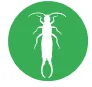 earwigs