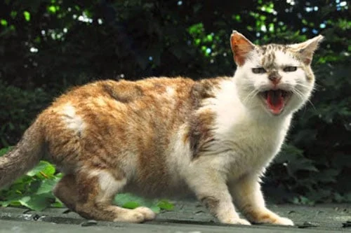 feral cats