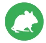 field mice 1