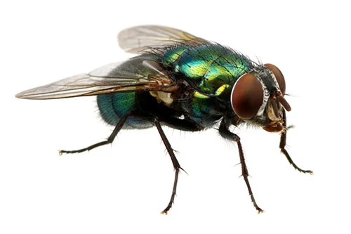 flies 1 1