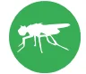 flies