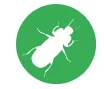 flour beetle